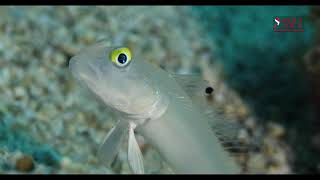 SIXSPOT GOBY 50