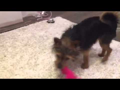 yorkie doing tricks yorkie puppy tiny doing tricks yorkie doing tricks yorkie puppy tiny doing tricks