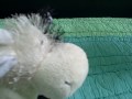 1 - Funny Toucan And Crazy Cow Grandma!!~Webkinz