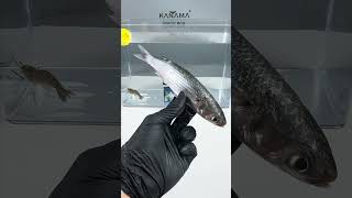 Kanama Smart Bait - Make Dead Bait Better Than Live Bait.