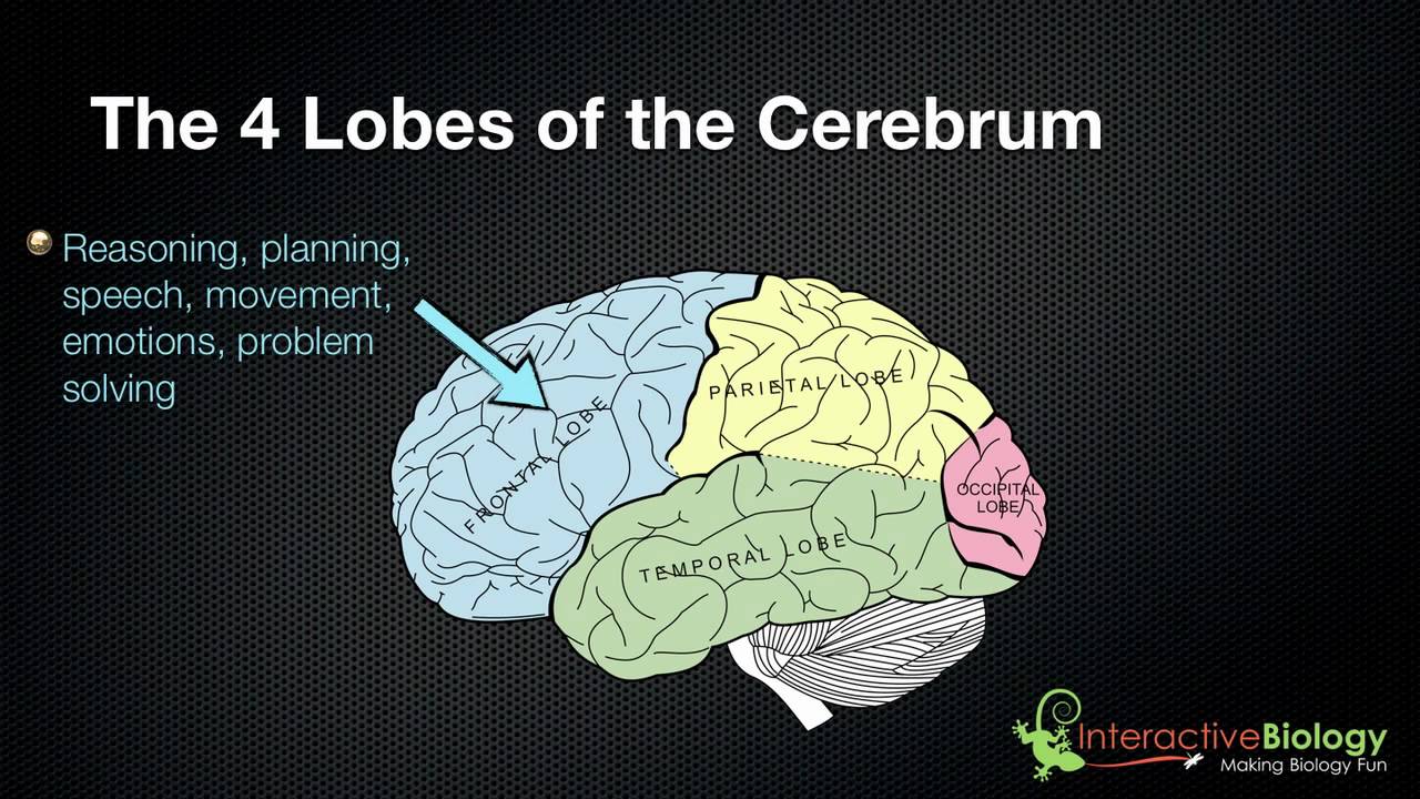 025 The 4 Lobes of the Cerebrum and their functions - YouTube