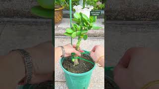 Prune Your Jade Plant For An Instant Glow Up Make It Bushy