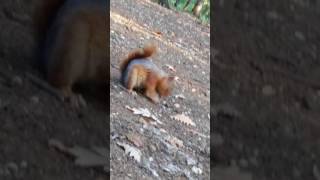 Sevimli Sincap Çekirdek Yerken