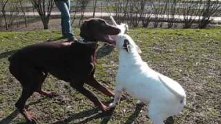 Artic Vs. Helga E Zoe Parte 1