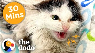 30 Minutes Of Our Favorite Feel-Good Animal Stories The Dodo