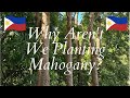 Why we Aren't Planting Mahogany