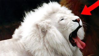 10 Amazing Albino Animals
