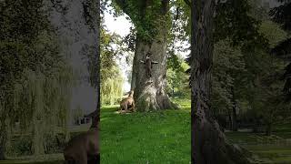 Hilarious Pit Bulls Work Together To Get Ball Out Of Tree
