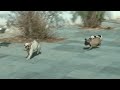Видео Собачки бегают