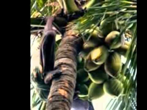 Dhan Dhanya Pushpa Bharaa on Hawaiian Guitar by Asit Kumar