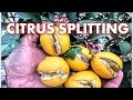 CITRUS FRUIT SPLITTING |  FOUR (4) FACTORS & HOW TO MINIMIZE RISKS