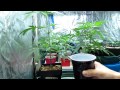 How to Water Cannabis Plants