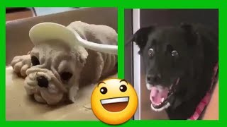 HILARIOUS DOG REACTION TO CUTTING CAKE 😂TRY NOT TO LAUGH 🐕
