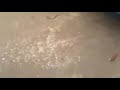 Watch: Radical Uncle (comedy) Radical Uncle (comedy)