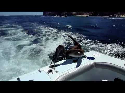 Cabo  Lucas Deep  Fishing on Deep Sea Fishing Highlights  Cabo San Lucas