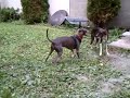 Enzo plays with Audrey