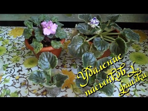 Народный завод теплиц вологда официальный сайт вологда Народный завод теплиц вологда официальный сайт вологда