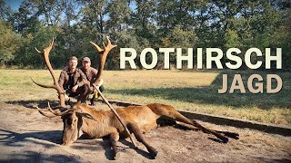 Rothirsch Brunft Die Jagd Auf Das Rotwild - Jagdkrone