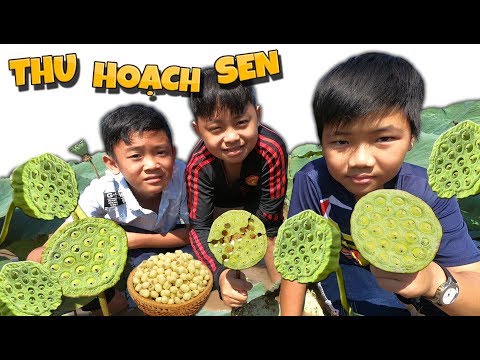 Tony | Dẫn Team Đi Hái Sen Ngoài Ruộng - Collect Lotus Seed-pod