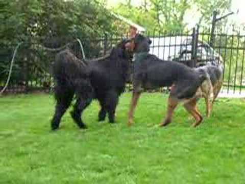 rottweiler puppies for sale in the bay area this is capone the 4 month rottweilergerman shepherd mixed breeds picture rottweiler puppies for sale in the bay area this is capone the 4 month rottweilergerman shepherd mixed breeds picture