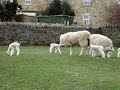 Lambs hopping