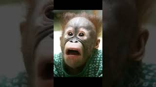 Sopa De Macaco