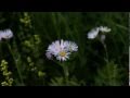 John Huling Anasazi Flowers Anasazi Native American Flute Video