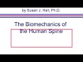 Spine 1