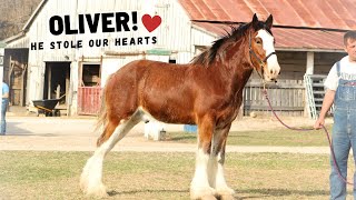 From Rags To Hitches - Rescued Clydesdale Horse One Year Transformation!