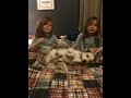Jack the dog