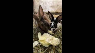 Cute Bunny Rabbits Sound Like Funny Piglets #shorts