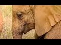 David Sheldrick Wildlife Trust Video 1
