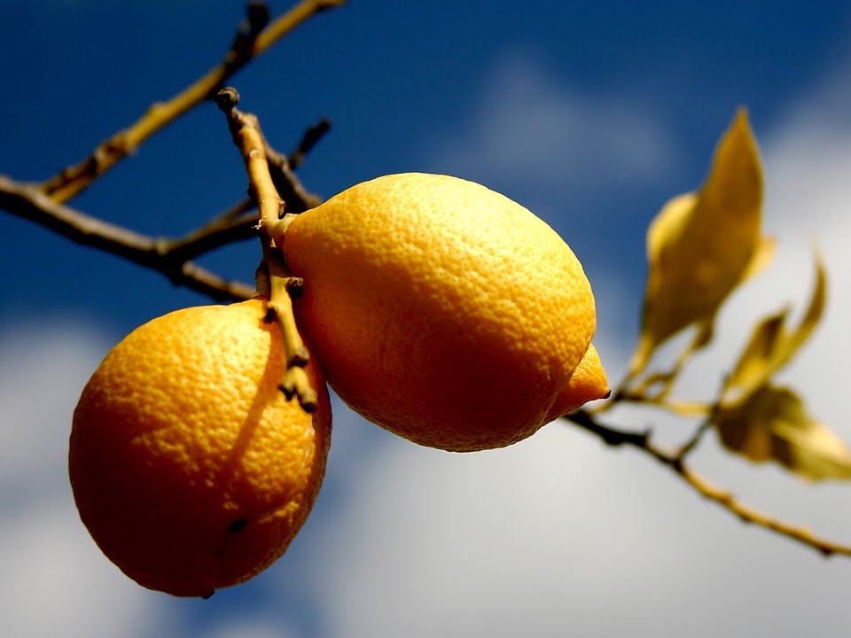 Limon Çekirdeği Nasıl Ekilir Limon Ağacı Büyür Limon Çekirdeği Nasıl Ekilir Limon Ağacı Büyür