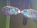 Blue acara jaw locking