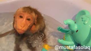 Banyo Yapan Maymun ( ANTEP DUBLAJ )