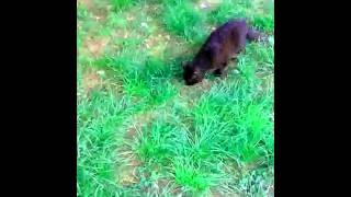 как кошка ловит змею видео как кошка ловит змею видео