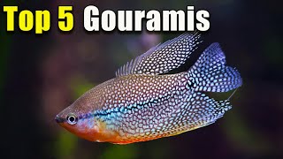 Top 5 Des Meilleurs Poissons Gourami
