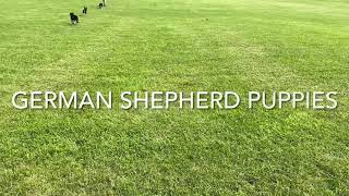 Field day with our German Shepherd puppies