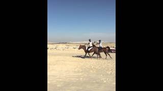 Wahab On Ciotmane Depiboul And Mohd On Azz Finish Hh Shaikh Khalid Bin Hamad 120K Endurance Race.