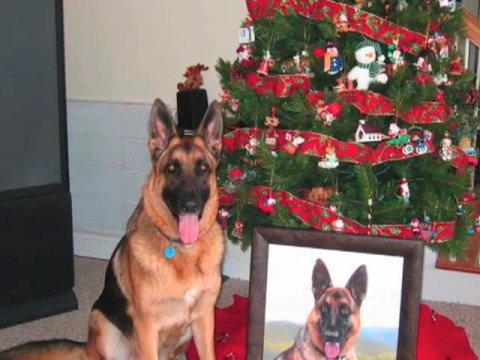 how do german shepherds live where do german shepherd live at thedoglogs how do german shepherds live where do german shepherd live at thedoglogs