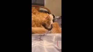 Cat Mom Introducing Her 1 Week Old Kitten to Her Dog Friend