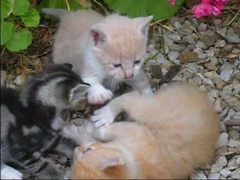 epic kitten
