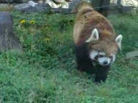 レッサーパンダ in 天王寺動物園