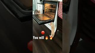 Cat You Will Burn