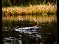 Polder Action - Pike On The Fly Polder Action - Pike On The Fly