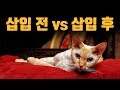 섹스테크닉교과서시리즈 - Q&A 삽입전 느낀뒤 삽입후 시들 사례 외