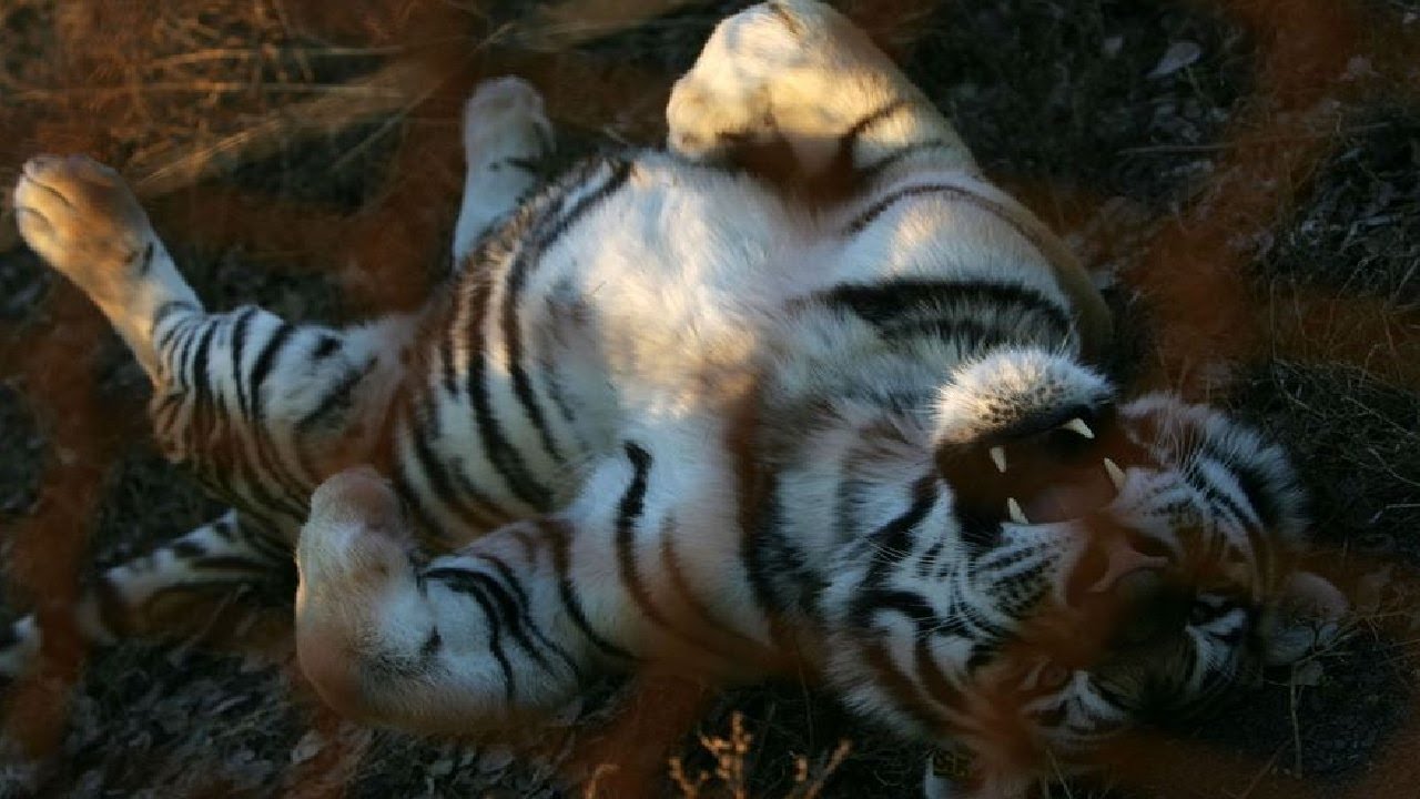 Голые тигрицы 48 фото