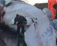 Whaling in Iceland - Part 2 Video