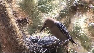 Zombie woodpecker guzzles dove brains Zombie woodpecker guzzles dove brains