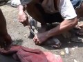 Snake Eats Pig Alive